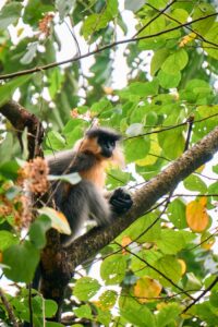 A serene portrait of a golden langur perched among lush foliage in Gonphu, Bhutan.