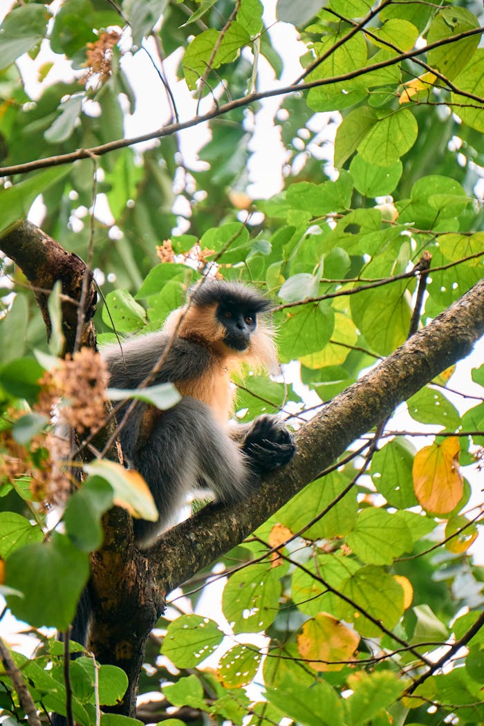 A serene portrait of a golden langur perched among lush foliage in Gonphu, Bhutan.