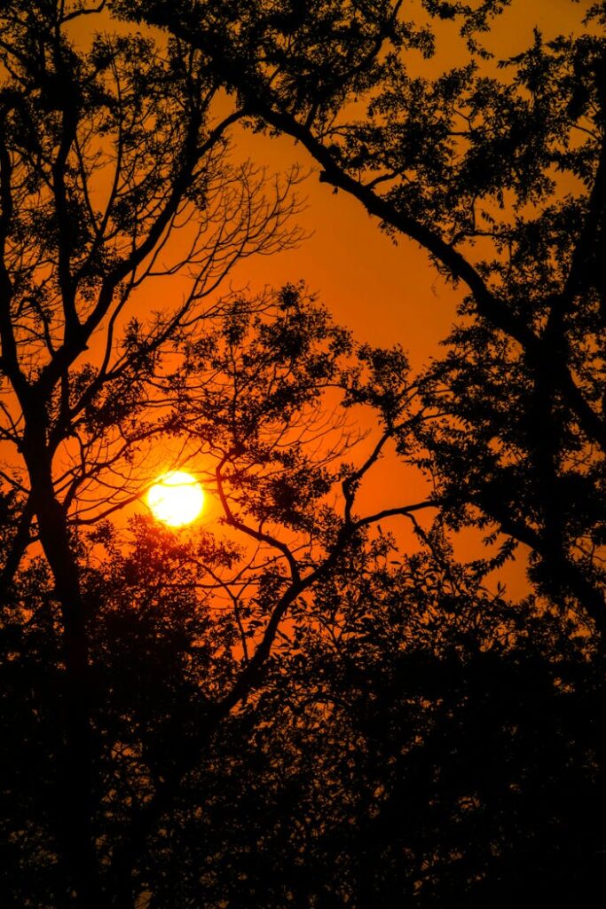A breathtaking sunset with the sun framed by silhouetted tree branches.