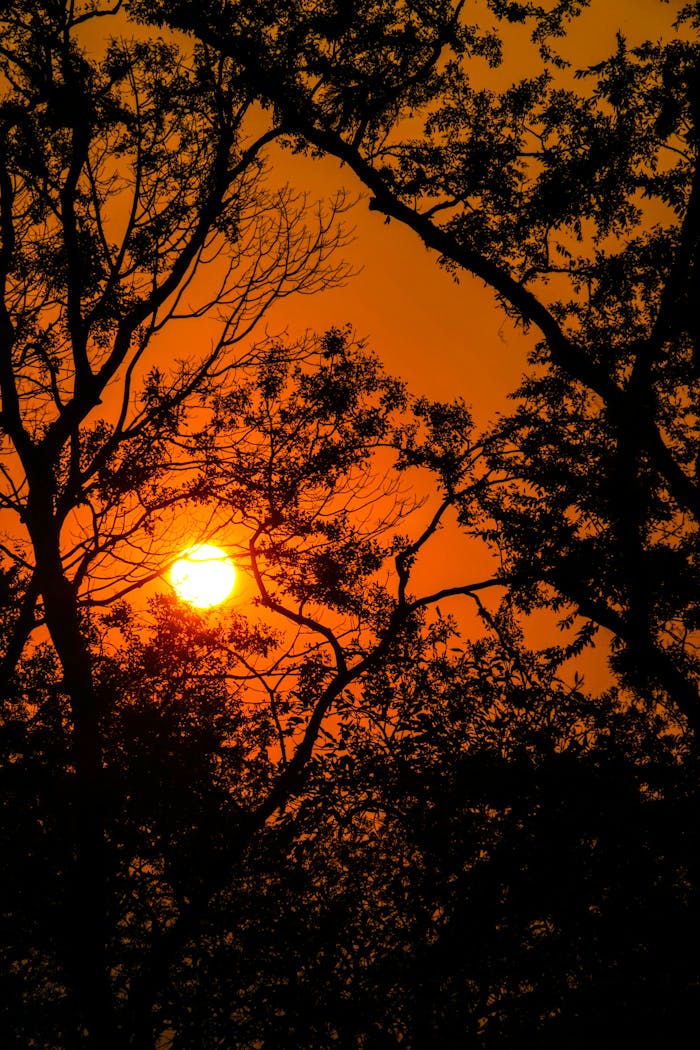 A breathtaking sunset with the sun framed by silhouetted tree branches.
